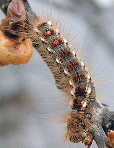 Brown Tail Moth Caterpillar