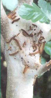 Brown Tail Moth Caterpillars