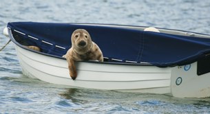 Seal in a boat