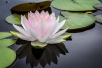Flower sitting on a lily pad